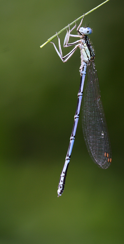 Libellula