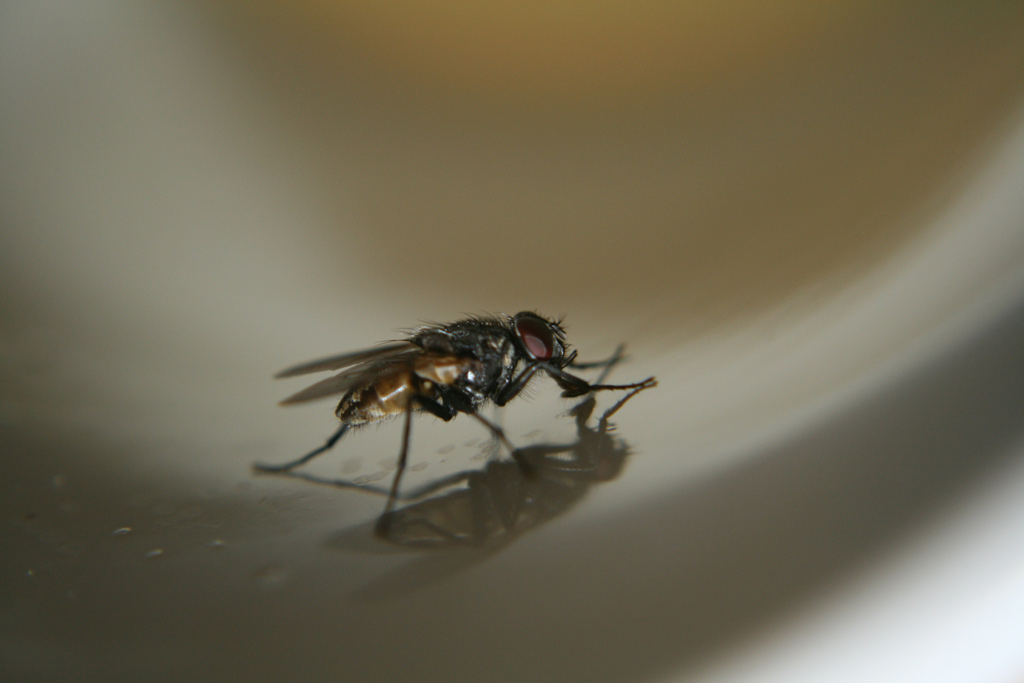 mosca nella tazza