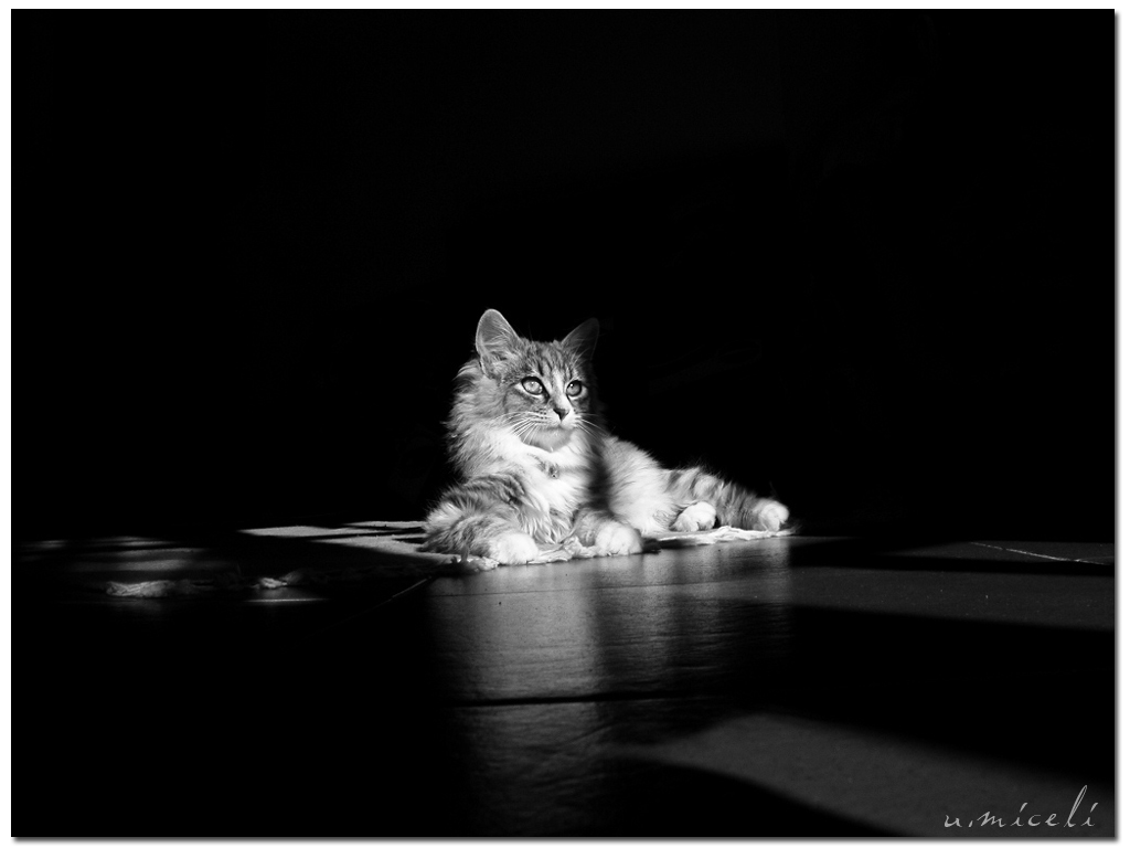 Belbo - sguardo distaccato