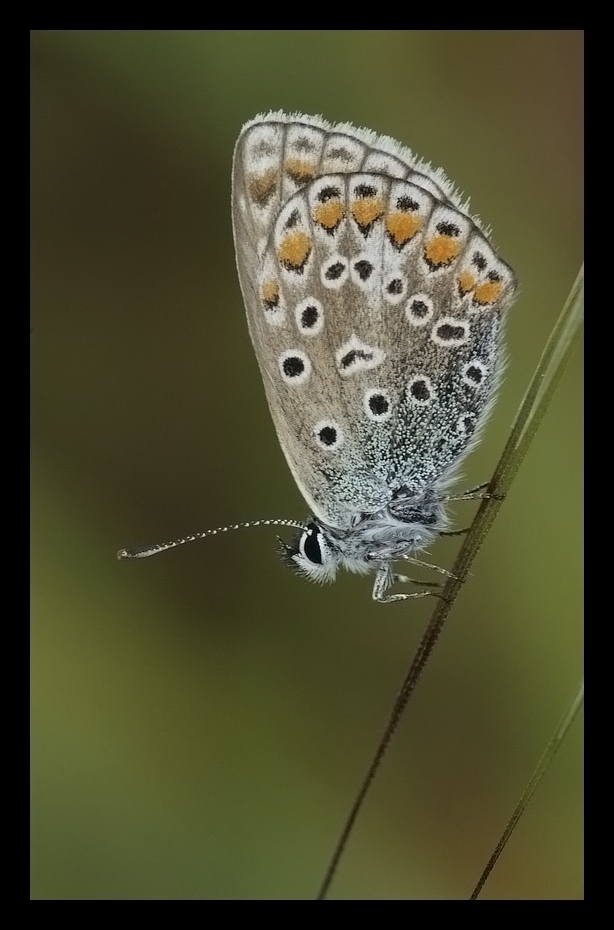 Licenide ( Vie da seguire )