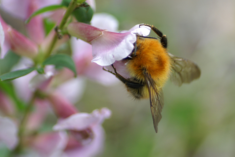 calabrone individuazione molto buonaaaa...