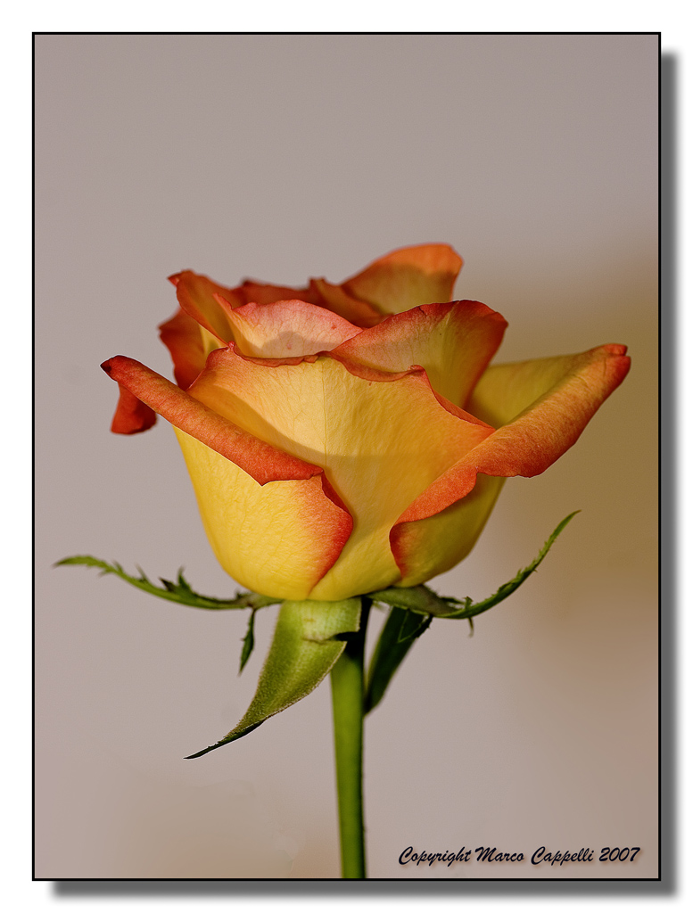 Le rose di Alby e Ale III