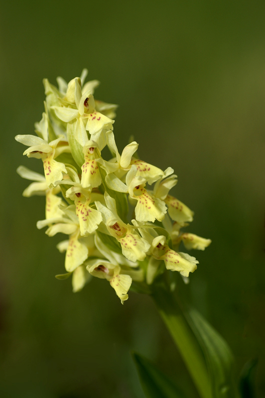 Dactylorhiza sambucina