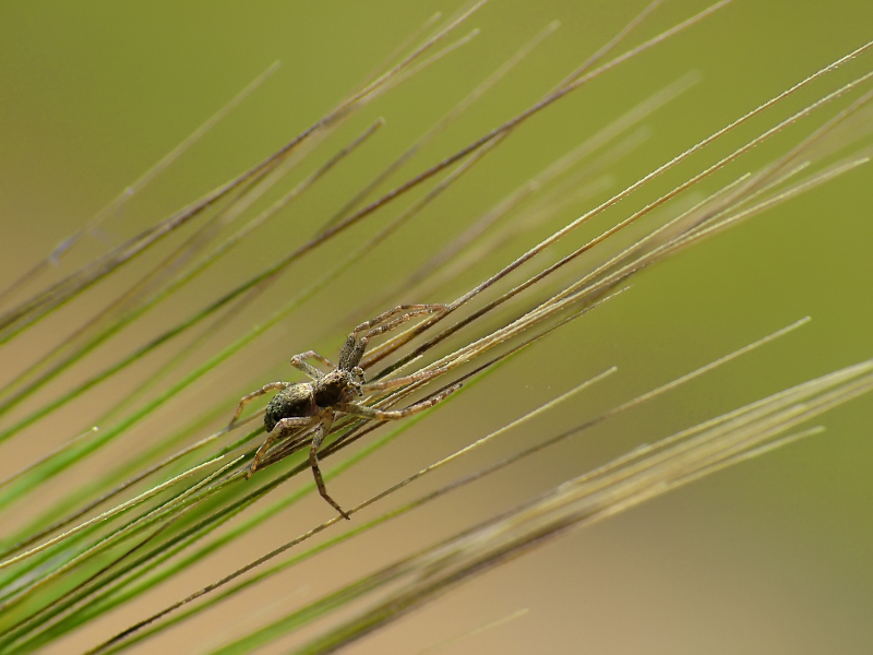 quatto quatto...tra le spine....