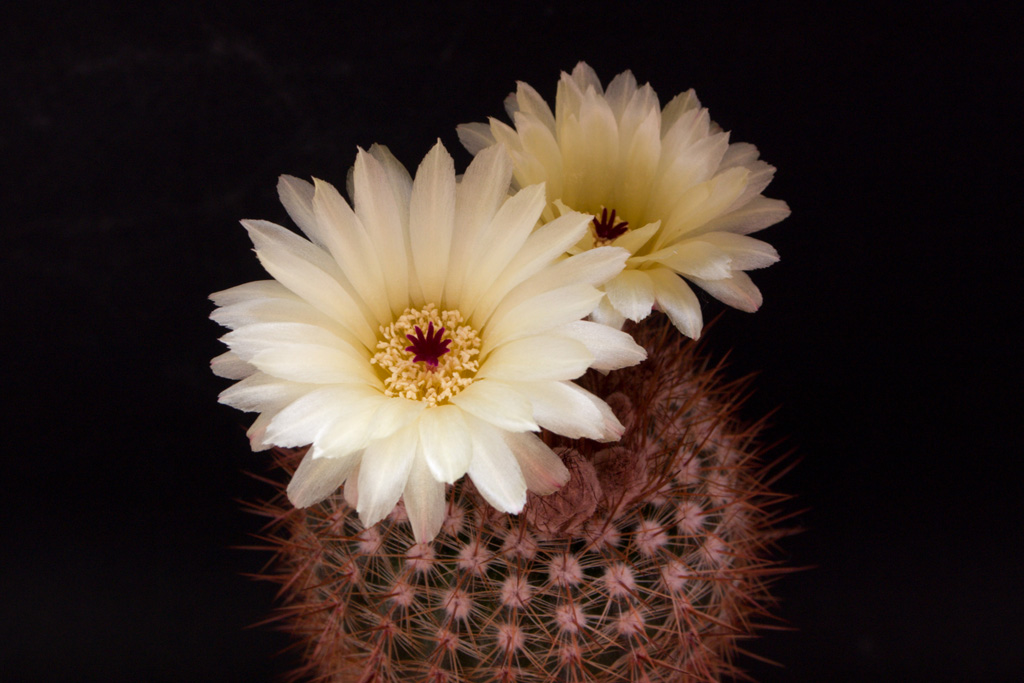 Notocactus schlosseri Notocactus schlosseri