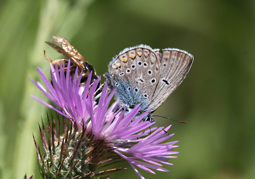 E' un corteggiamento ?