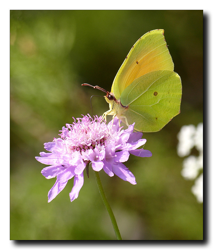 Come si nutre una farfalla? Vedi foto + descrizione