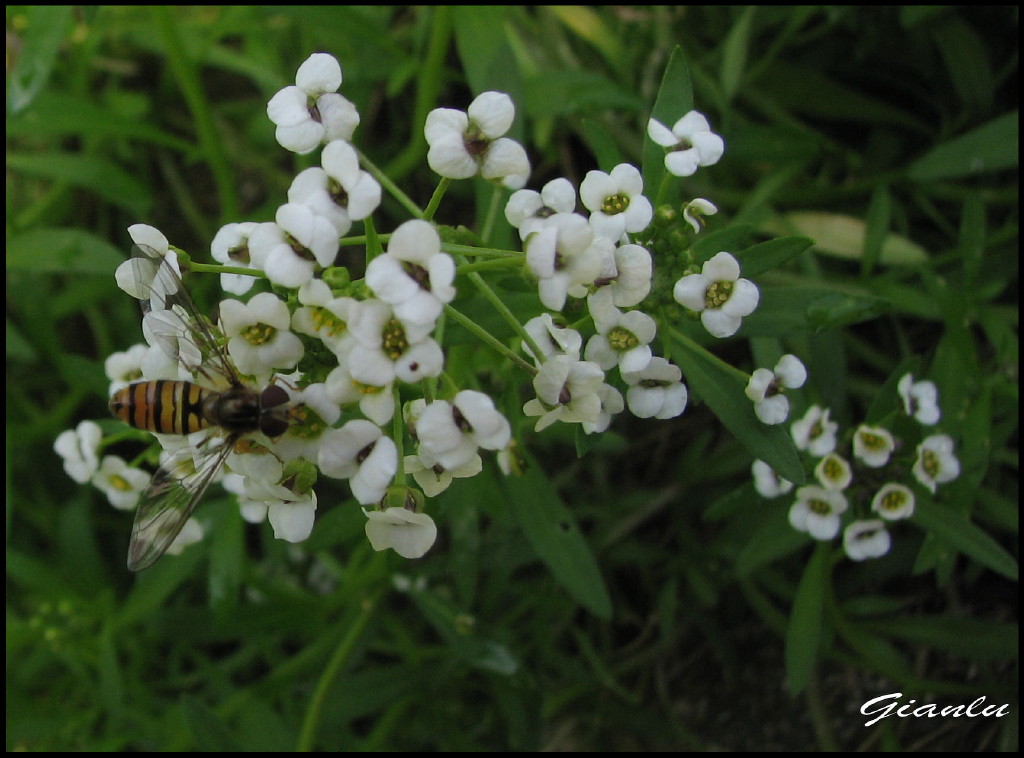 ronzando me ne vo ad impollinar