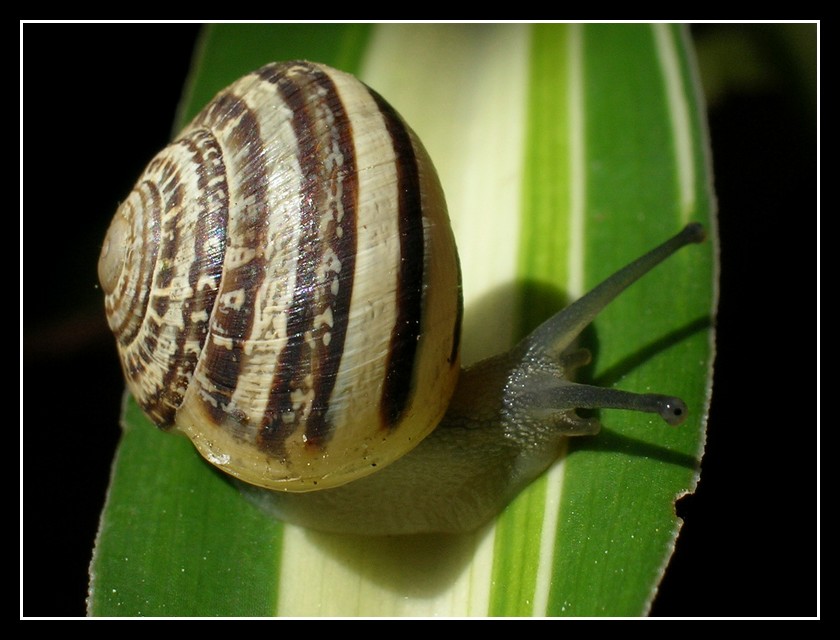 Ritratto di una viscida