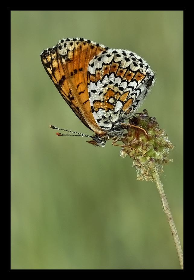 Melitaea cinxia all'alba.