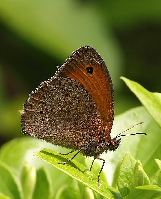 Coenonympha pamphilus??