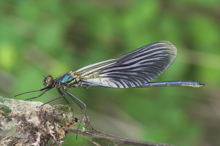 Libellula