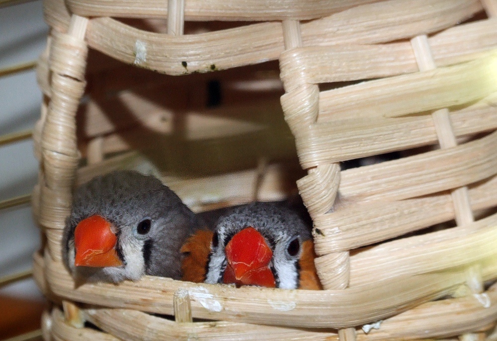 i miei nuovi inquilini