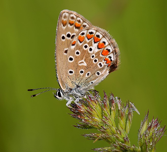 Lycaenidae e rugiada