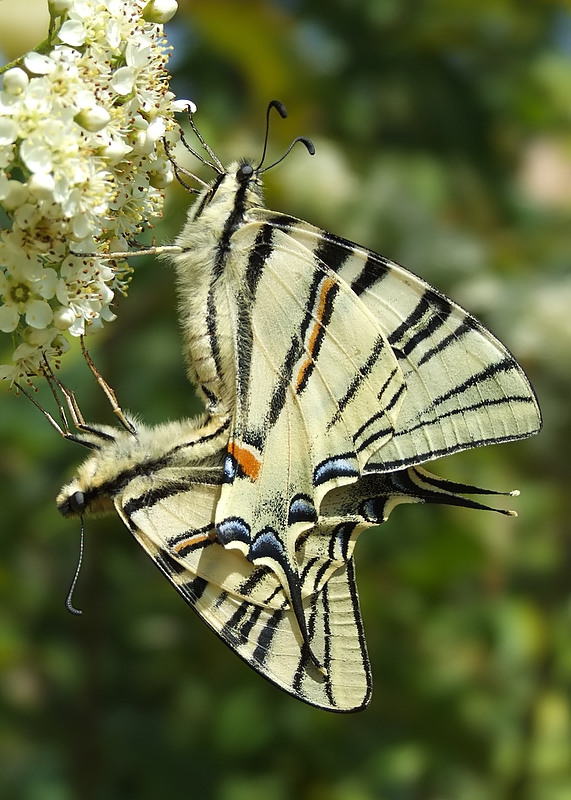 Podalirio x 2 = Papillon