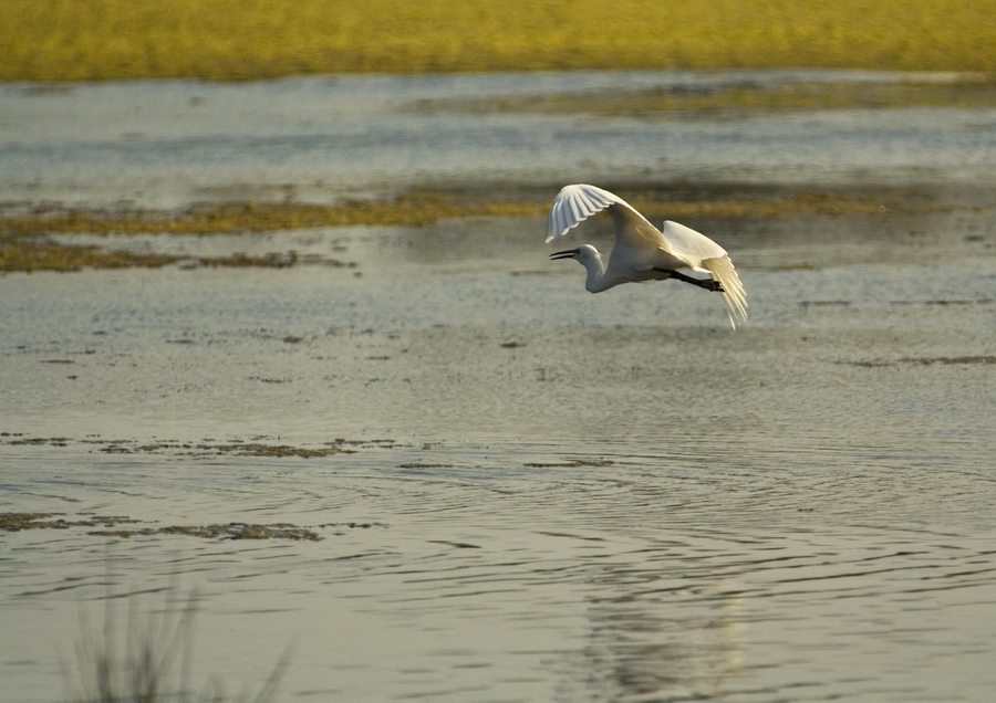 Garzetta al tramonto...