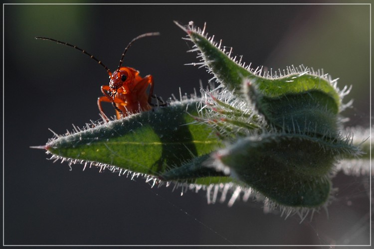 Rosso/verde controluce
