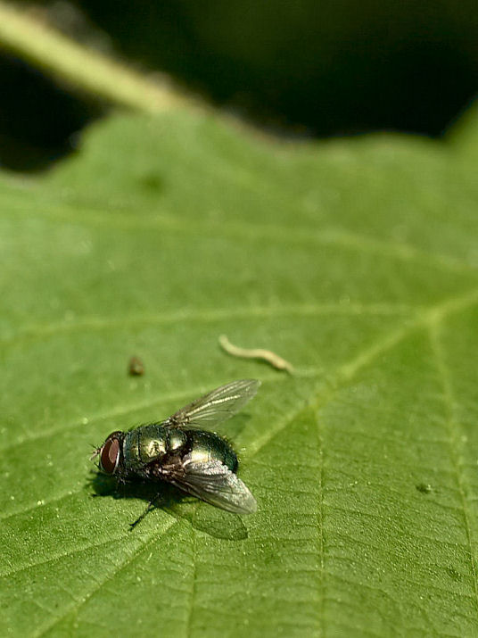 ... Siesta... Moschina con bernoccolo