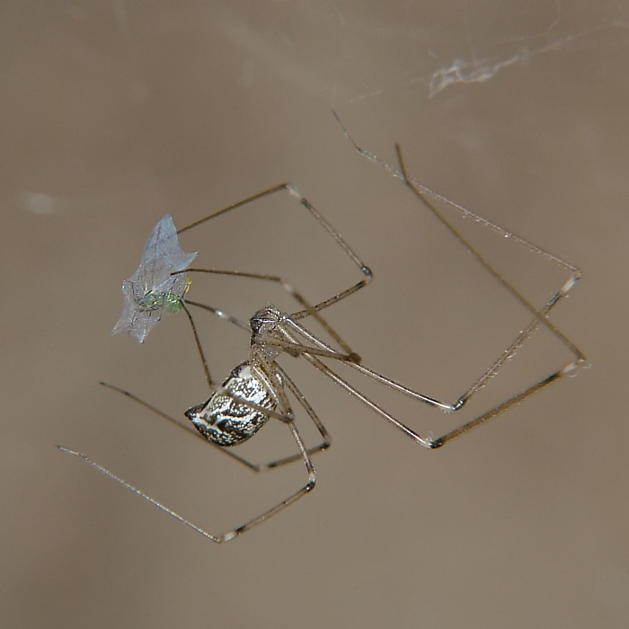 nessuna speranza di salvezza!