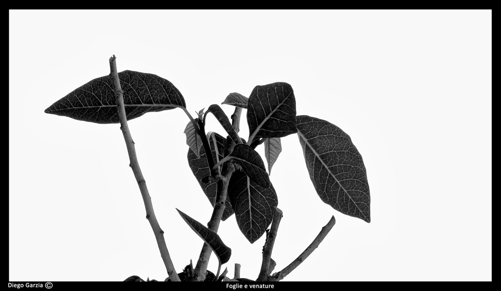 Foglie e venature