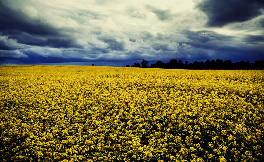 open field in linkoping