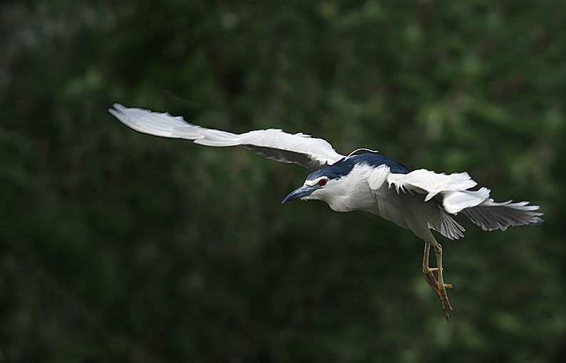 Renzo-Nitticora in volo