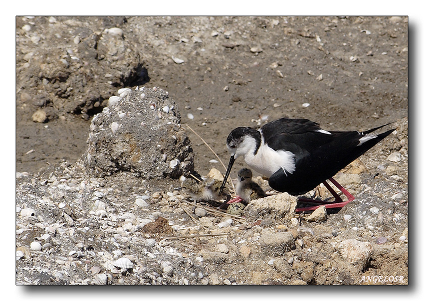 L'amore di mamma  Cavaliere d'Italia....