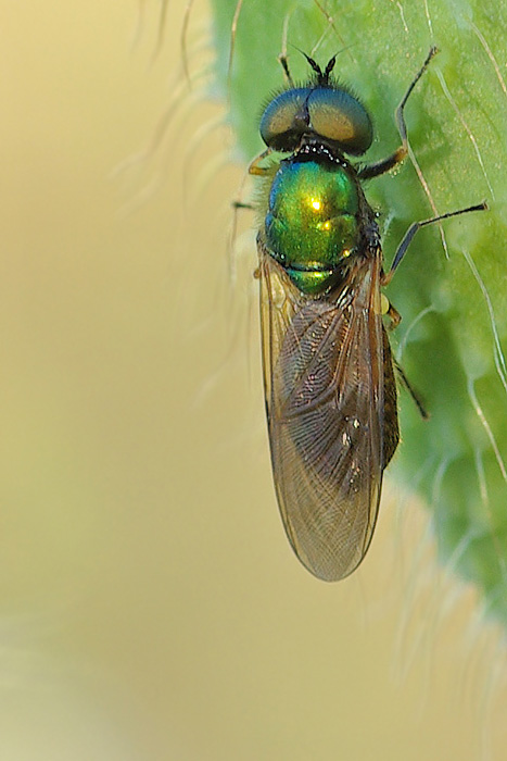 Piccola e curiosa vespetta