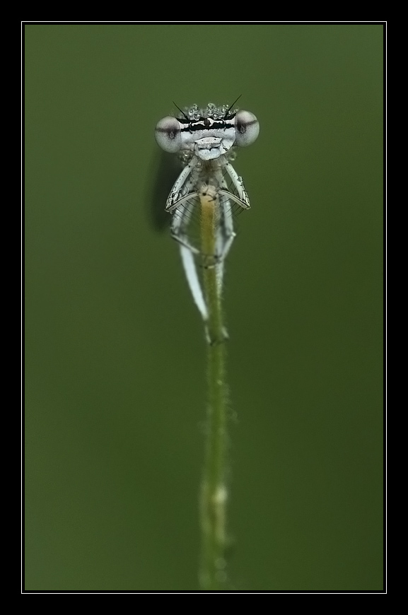 Philosophical dragonfly