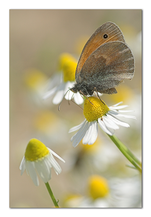 Un pieno di tranquillit�