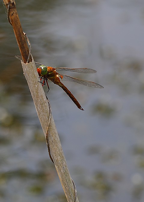 Libellula