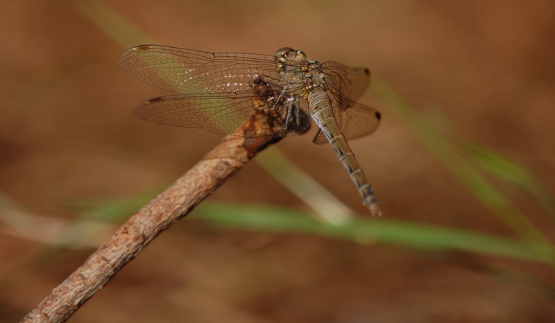 Libellula