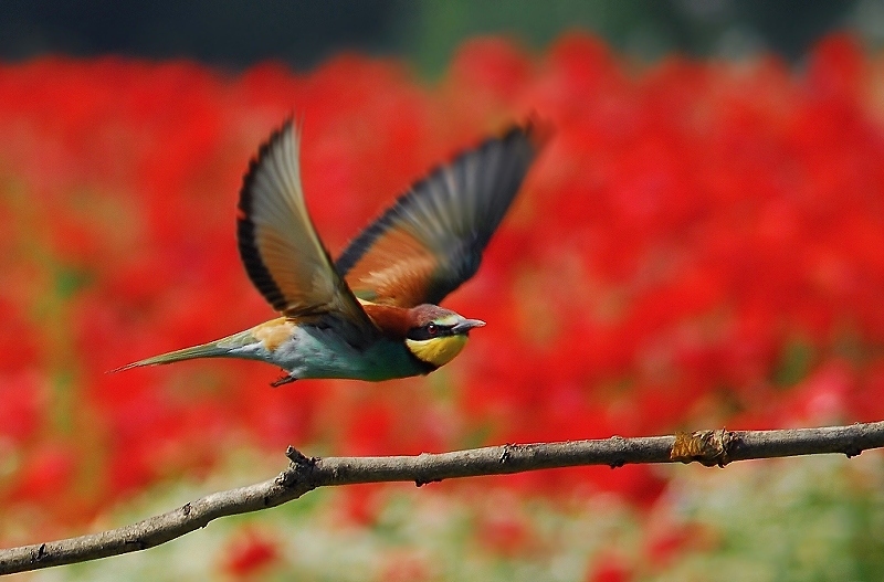 tra margherite e papaveri