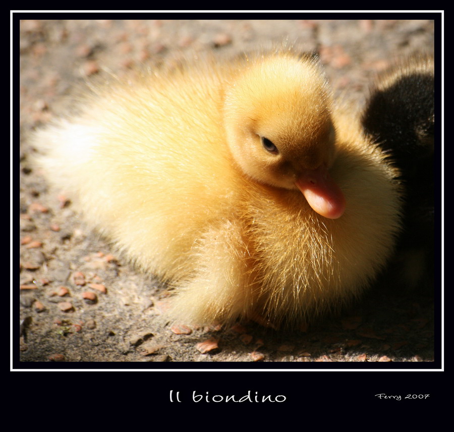Il biondino