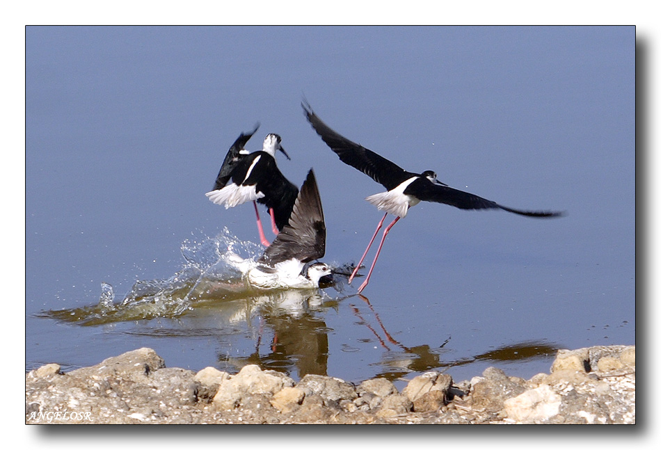 Combattimenti acquatici....