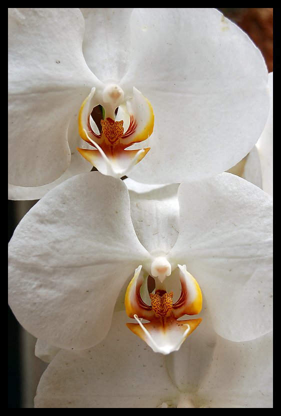 Orchidea