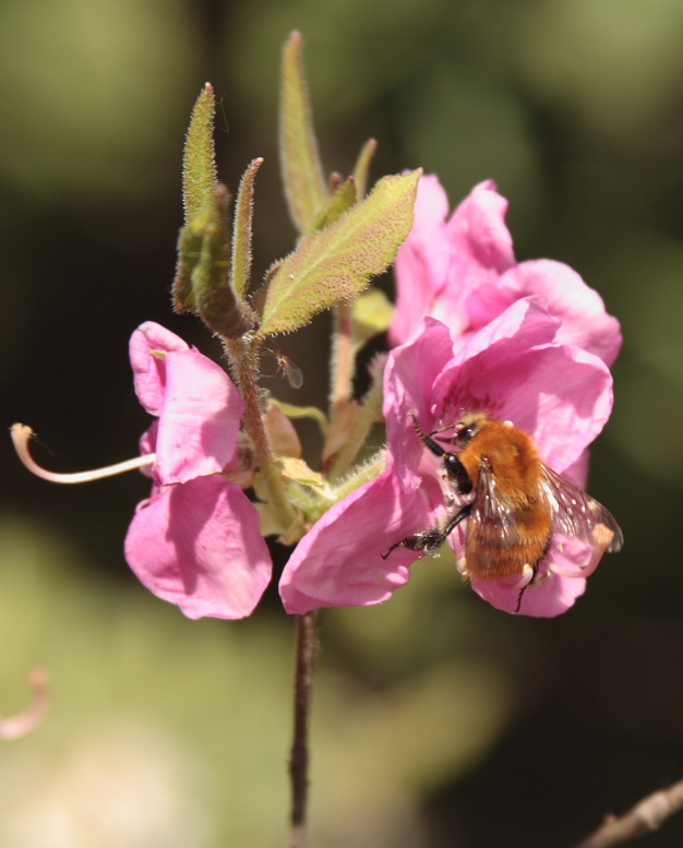 Calabrone al lavoro 2