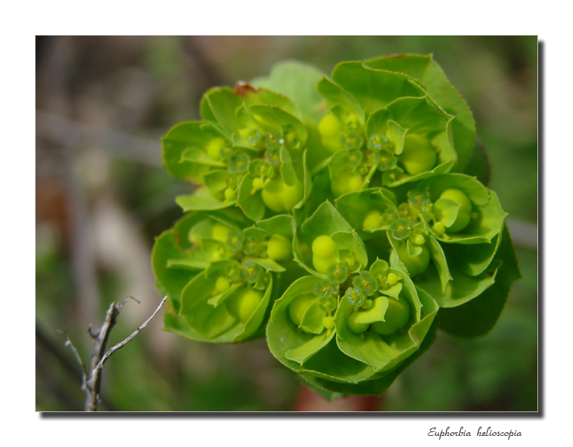 Euphorbia helioscopia