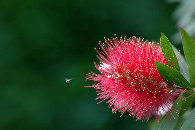 Dove volano le formichine