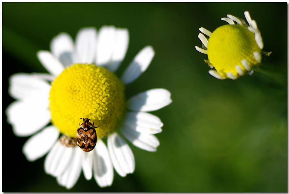 Fior di camomilla(con ospite)!