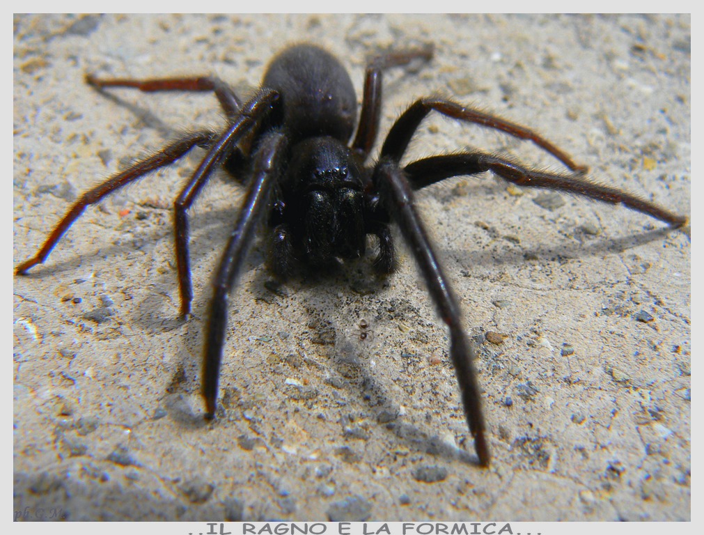 il ragno e la formica