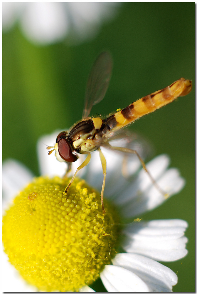 Sirfide quasi in volo!!!