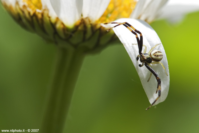 Ti aspetto a "zampe" aperte...