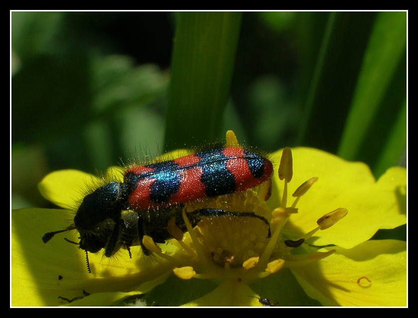 Il bacio mortale (Trichodes alvearius o apiarius?)