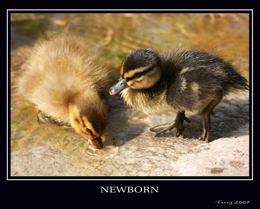 Newborn