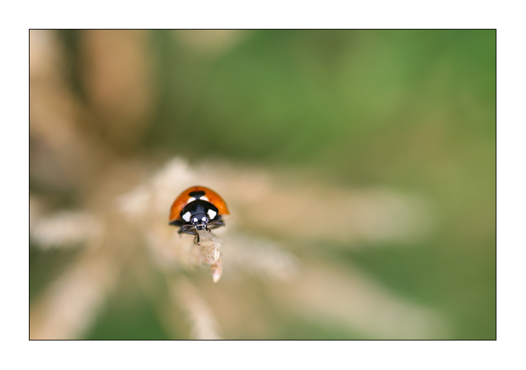 In un mare di spighe