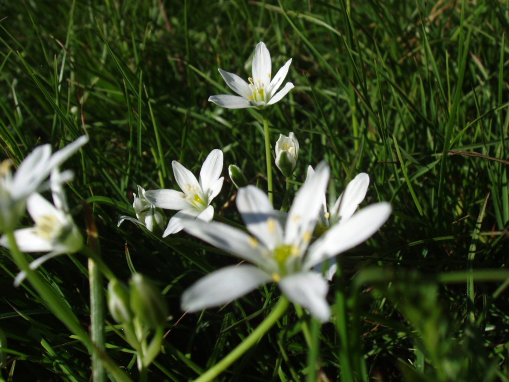 fiori bianchi