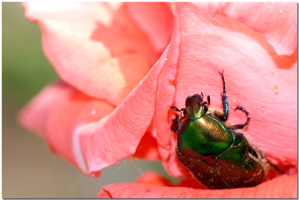 Simpatico animaletto su rosa!!
