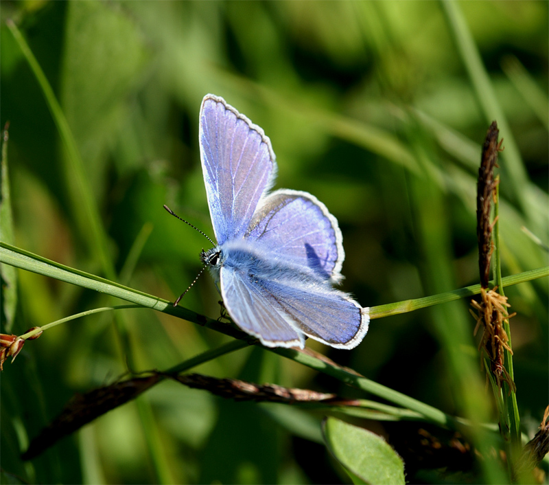 Polyommatus damon