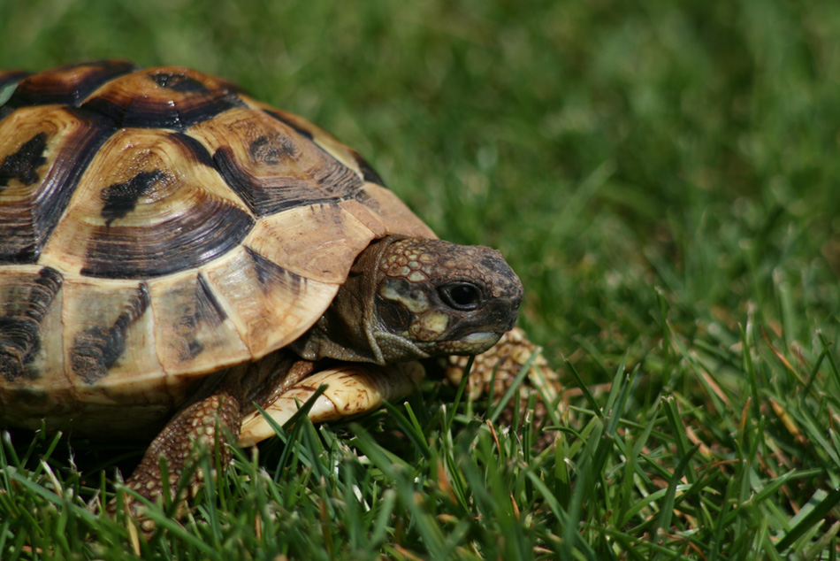 La mia tartaruga terrestre 2